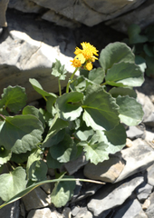 Packera streptanthifolia