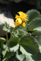 Packera streptanthifolia