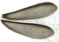 Kalotermes