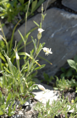 Silene douglasii