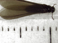 Kalotermes