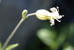 Silene douglasii