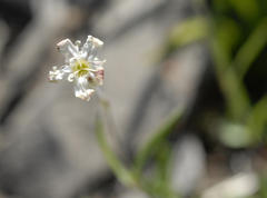 Silene douglasii