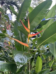 Heliconia latispatha image