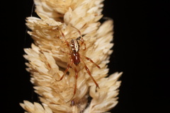 Phonognatha
