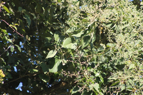 Abutilon densiflorum (Abutilon densiflorum)