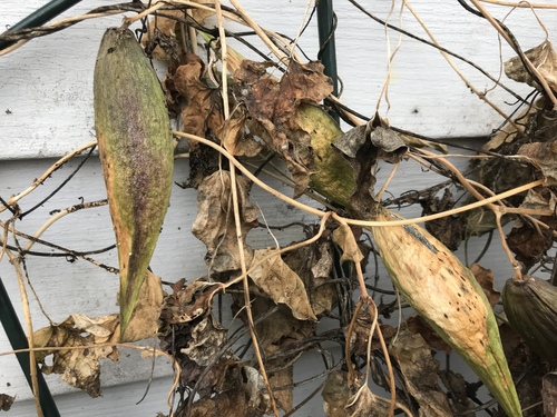 honey-vine climbing milkweed
