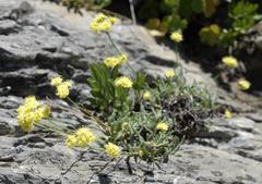 Eriogonum brevicaule