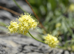 Eriogonum brevicaule