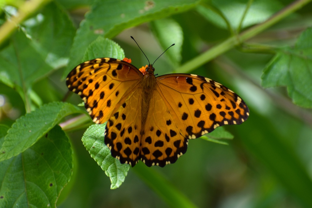 Many-spotted King