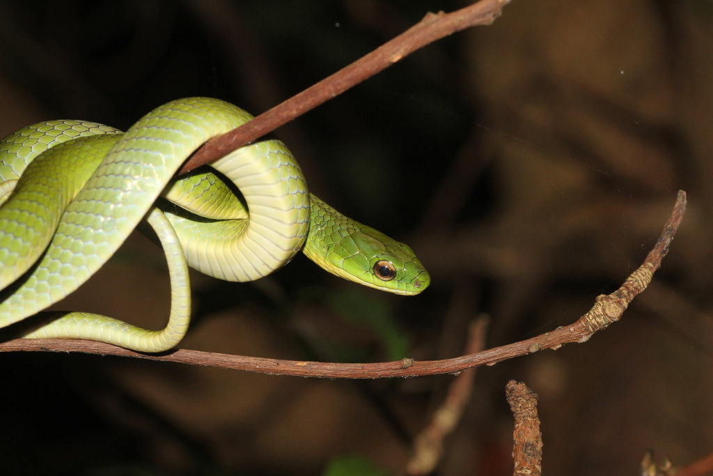 Chinese Green Snake from 台北市 on July 31, 2023 at 10:47 PM by Chen Jin ...