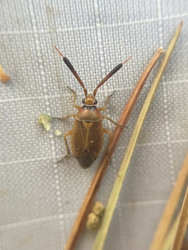 Deraeocapsus