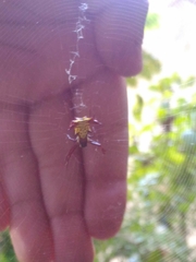 Micrathena fissispina