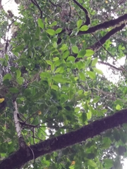 Laurelia sempervirens