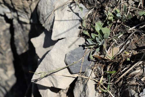 Garrett's Bladderpod (Physaria garrettii)
