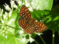 Antillea pelops
