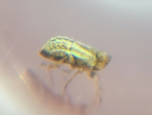 Aphelonema, 2023-07-30