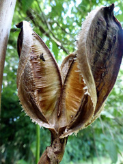 Cardiocrinum giganteum