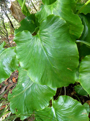 Cardiocrinum giganteum