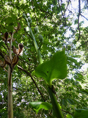 Cardiocrinum giganteum