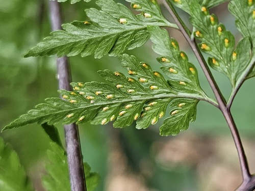 Davallia divaricata Blume