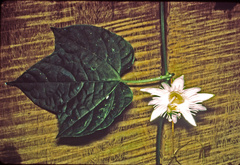 Passiflora lobata image