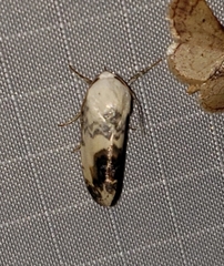 Acontia behrii