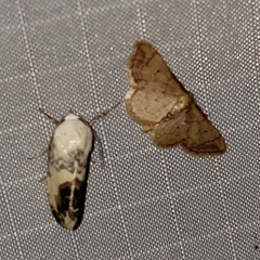 Acontia behrii