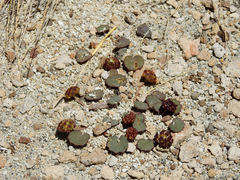 Pozoa coriacea