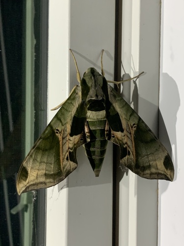 Pandorus sphinx