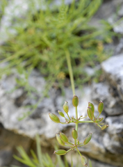 Lomatium grayi depauperatum