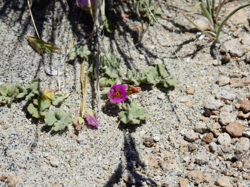 Tarasa humilis, photograph 5