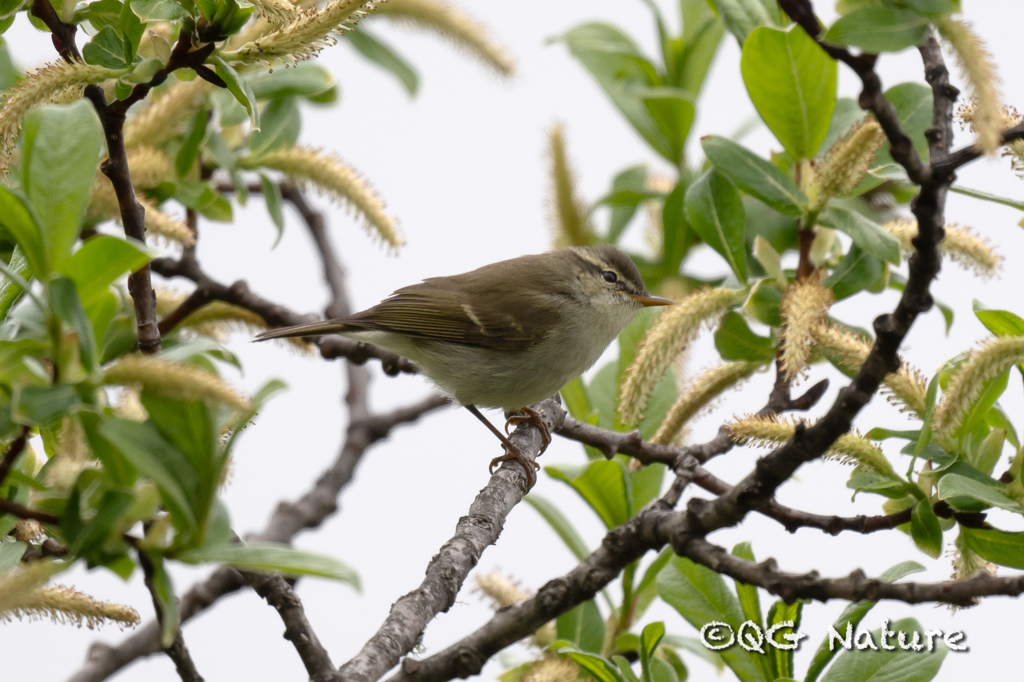 Greenish Warbler