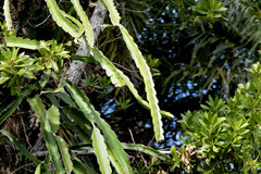 Selenicereus undatus
