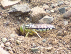 Stictia signata