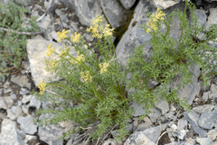 Cymopterus hendersonii