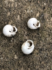 Praticolella trimatris