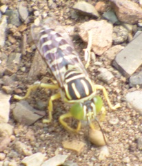 Stictia signata