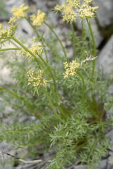 Cymopterus hendersonii