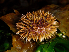 Mesocentrotus franciscanus