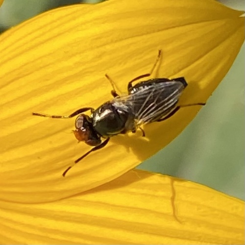 Picture-winged Fly photo 5