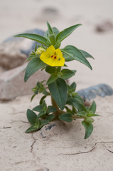 Mohavea breviflora