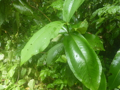 Miconia impetiolaris
