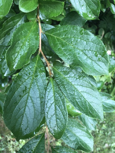 Sapphire-berry (Symplocos paniculata)