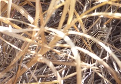 Leiocephalus onaneyi