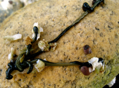 Emplectonema gracile