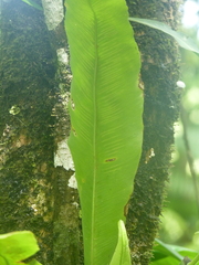 Asplenium serratum
