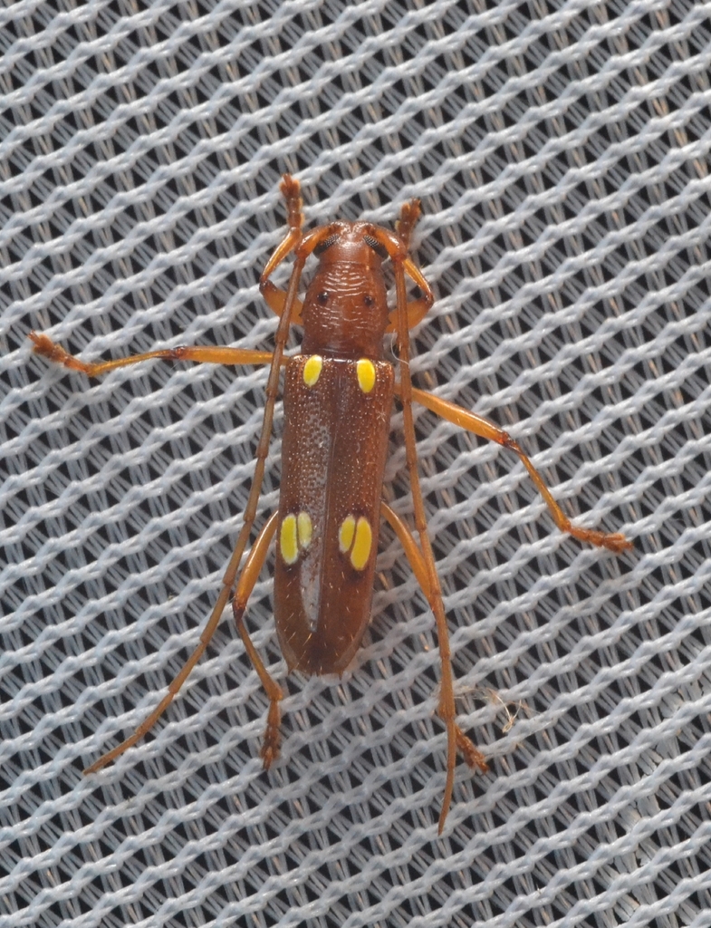 Beraba marica