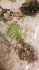 Udotea flabellum