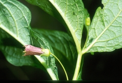 Scopolia carniolica